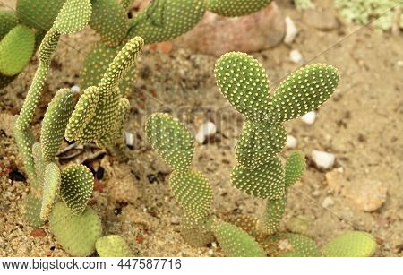 Opuntia Microdasys, Bunny Ear Prickly Pear, Angel's Wings, Polka Dot Cactus. A Succulent Plants With