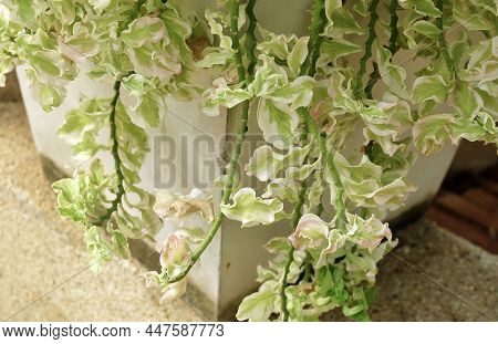 Ecology Concepts, Green Redbird Cactus, Slipper Flower, Jew-bush, Euphorbia Tithymaloides Or Pedilan