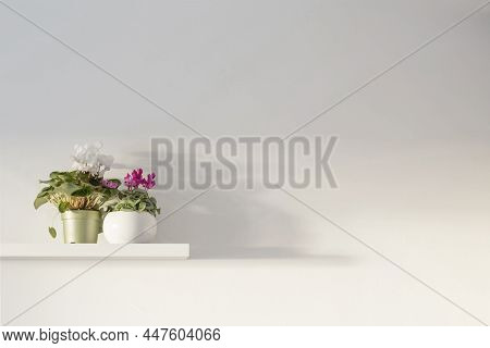 Cyclamen In Flowerpot On Wooden Shelf On Background White Wall