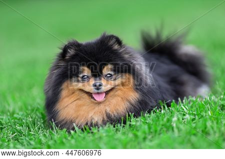 Happy Pomeranian Spitz Dog Of Black Sable Color Is Lying Down On Green Grass At Nature And Smiling.