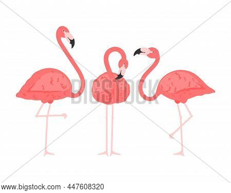 Exotic Pink Flamingos Birds. Flamingo With Pink Rose Feathers Stand On One Leg In Wild African Fauna