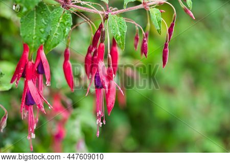 Branch Of Hardy Fuchsia Color Photo In Latin Fuchsia Magellanica , Selective Focus On The Blossom In
