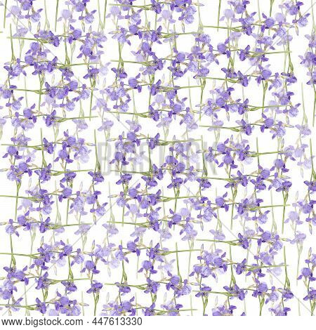 Violet Irises Xiphium (bulbous Iris, Sibirica) On White Background With Space For Text. Top View, Fl