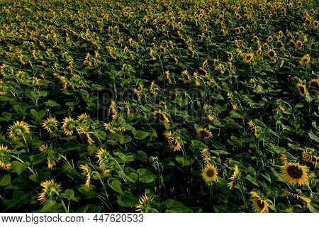 Aerial View Of Agricultural Fields Flowering Oilseed. Field Of Sunflowers. Top View