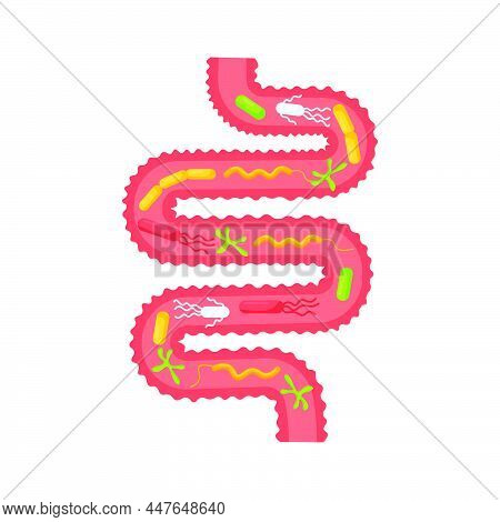 Human Internal Organ. Gastrointestinal Digestive Tract With Microorganisms, Bacteria, Lactobacilli. 