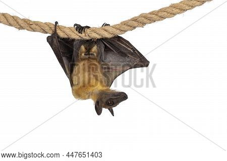 Young Adult Flying Fox, Fruit Bat Aka Megabat Of Chiroptera, Hanging Facing Camera On Sisal Rope Wit