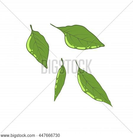 Sweet Pepper Leaves Isolated On A White Background.
