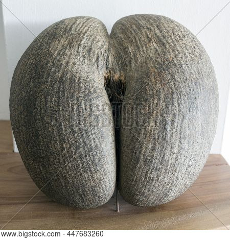 A Close View Of Coco De Mer