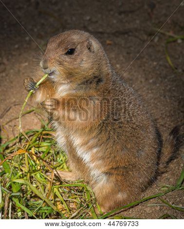 Gopher น้อยกินหญ้า