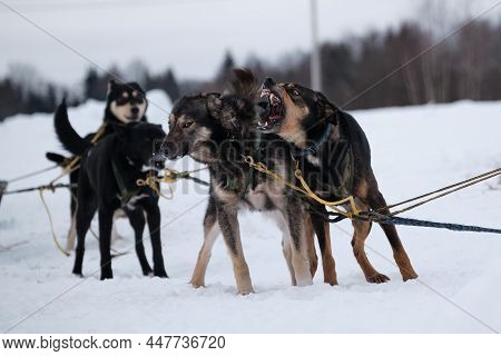 The Northern Sled Dog Breed Alaskan Husky Is Strong Energetic And Hardy. Team Of Sled Dogs. Emotiona