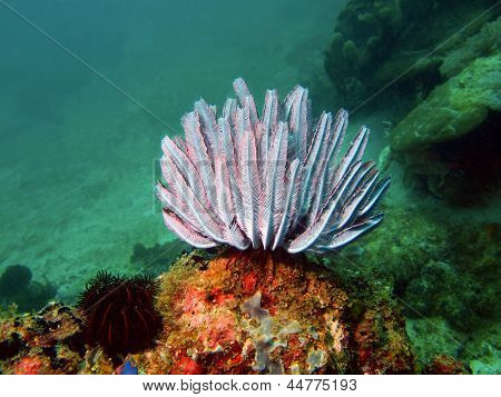 Meri Lilja Filippiinien sea