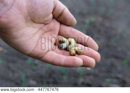 Larvae Of The Bronze Beetle Or Flower Chafer In The Hand Of A Man Against The Background Of Black So