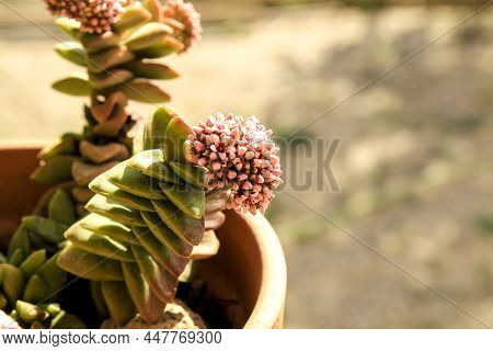 Colorful Crassula Rupestris Plant In Bloom In The Garden