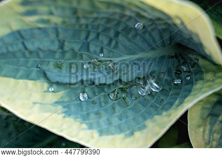 Beautiful And Bright Hosta After Rain. Green Leaves Background. Water Drops On Textured Plant Leaves