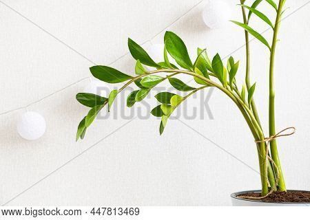 Green Branch Of Ornamental Potted Plant Zamioculcas Close-up Against Background Of White Wall And Ga