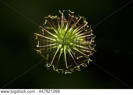 Green Plant Macro Isolated On Black Background.