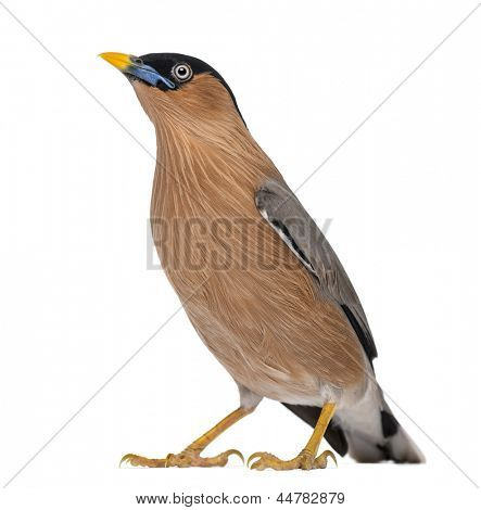 Brahminy Myna - Sturnia pagodarum - isoleret på hvid
