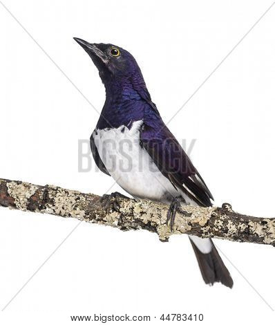 Mandlige Violet-backed stær på en gren - Cinnyricinclus leucogaster - isoleret på hvid