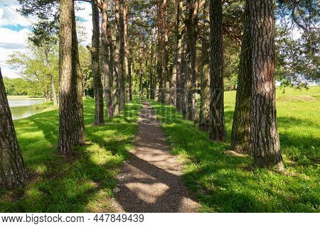 A Path Among The Pine Trees By The Lake On A Sunny Summer Day