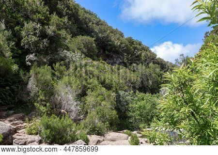 Madeira, Portugal - August 27, 2021: This Is A Fragment Of Slopes With Rare And Endemic Plants Of Th