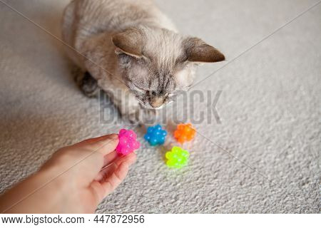 Curious And Exited Devon Rex Cat With New Toys - Special Toy Ball Made In Neon Colors Covered With S