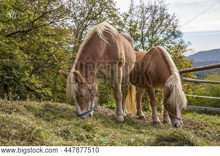 Beautiful Red Horse Grazing In A Meadow In Spring.