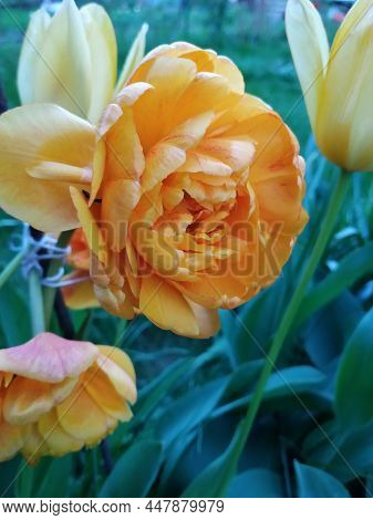 Yellow Tulips In The Garden. Flower Variety Yellow Pomponette. Photographed In A Flower Garden In Na
