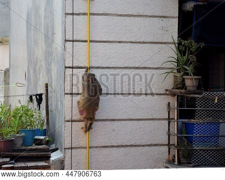 A Simian Or Monkey Climbing A Gas Pipeline At A Society