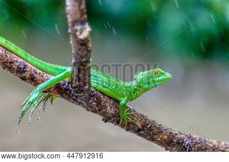 Female Of Plumed Green Basilisk (basiliscus Plumifrons), Sitting On Branch. Refugio De Vida Silvestr