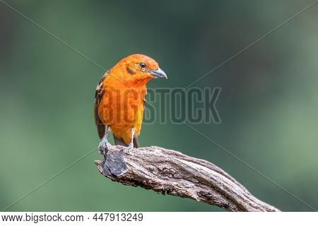 Small Bird Flame-colored Tanager (piranga Bidentata), Male On A Branch In San Gerardo De Dota, Wildl
