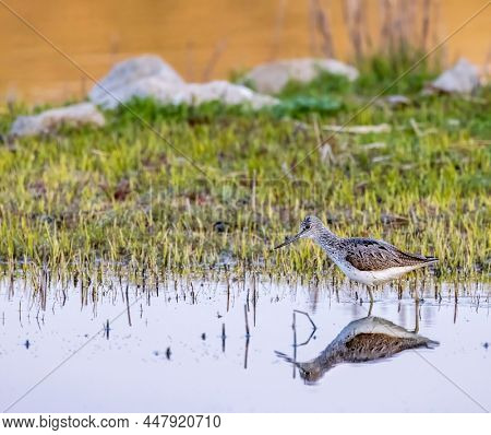 Common Greenshank (Tringa nebularia), Dehtar pond, Southern Bohemia, Czech Republic