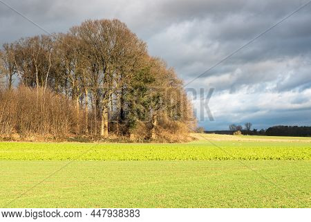 Green Agriculture Fields With Cultivated Plants And Low Sunlight With Colorful Clouds