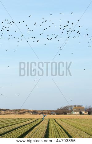 Fågelskrämma på jordbrukets område på holländska ön Texel