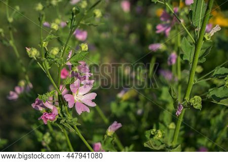 Pink Lavatera Mauritanica Or Malva Grows In The Garden. The Concept Of Growing Decorative Flowers.