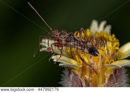 Adult Dirt-colored Seed Bug Of The Tribe Myodochini