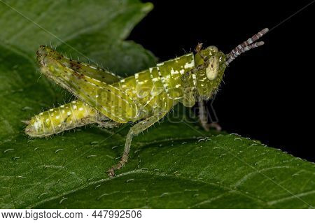 Short-horned Grasshopper Nymph Of The Family Acrididae