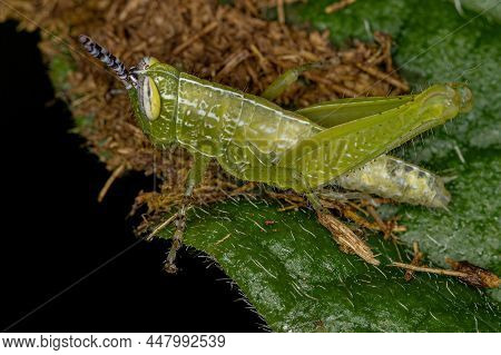 Short-horned Grasshopper Nymph Of The Family Acrididae
