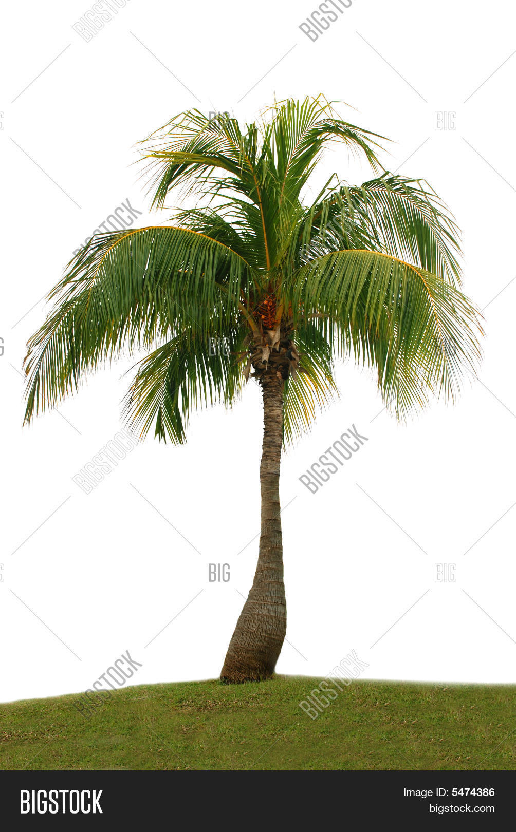 Palm Tree Image & Photo (Free Trial) Bigstock