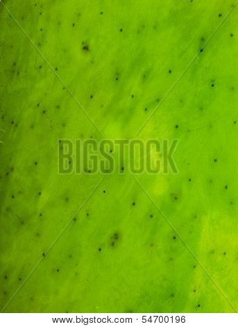 wet seaweed kelp ( laminaria ) surface top view close up macro shot texture background
