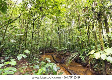 Stream winding through lowland tropical rainforest
