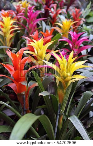 Plant Guzmania Lingulata