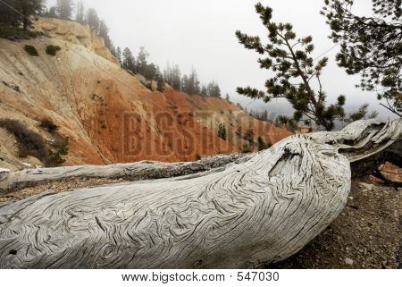 Bryce
