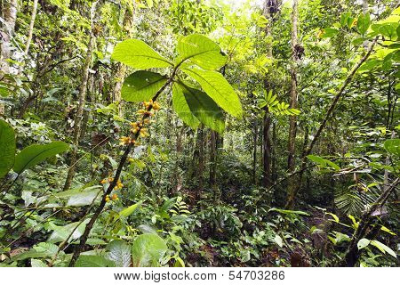 Flowering plant in the rainforest understory