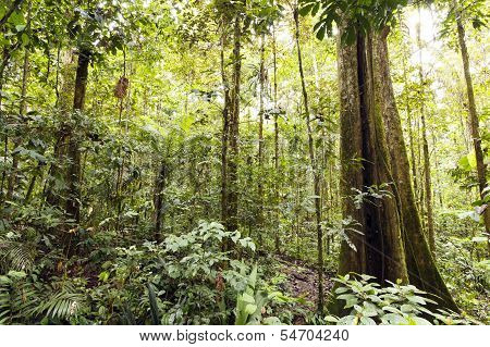 Giant rainforest tree