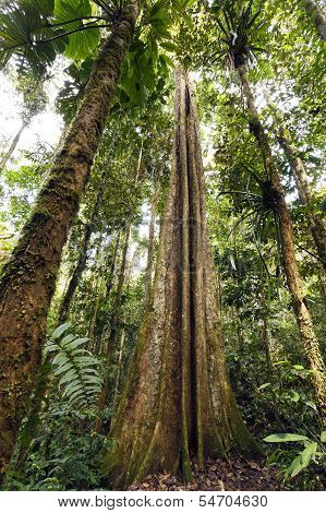 Giant rainforest tree