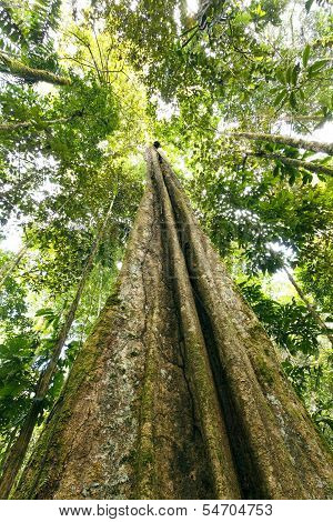 Looking up the trunk of a giant rainforest tree