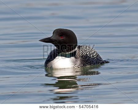 Common Loon