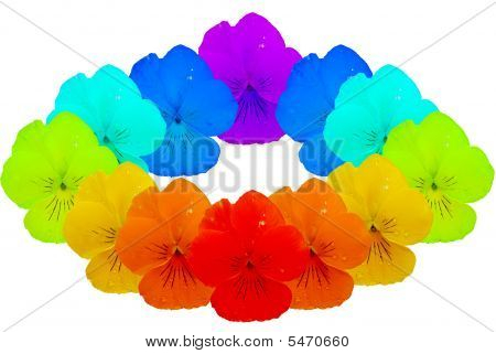 彩虹从 Flowerses