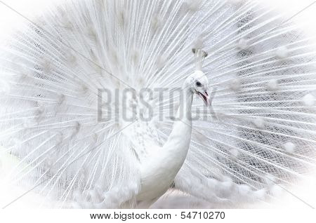 White Peacock
