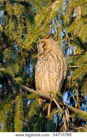 long-eared owl (Asio otus) in the tree